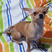 Profile Picture of Joel Rothschild (@joelrothschild3162) on Youtube