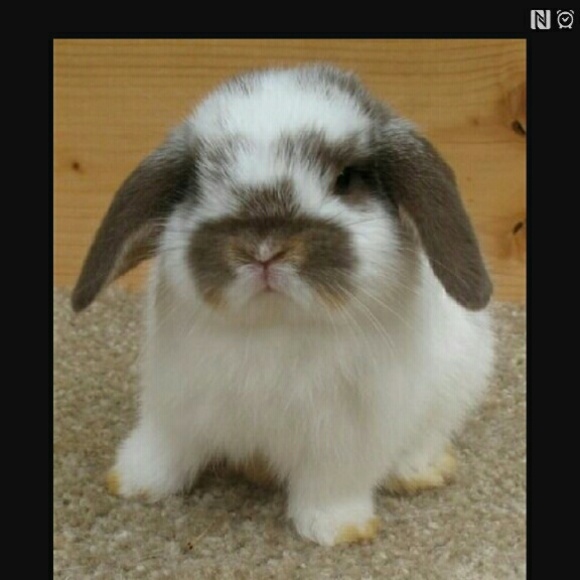 Profile Picture of Ana Cuellar (@madamrexrex) on Poshmark