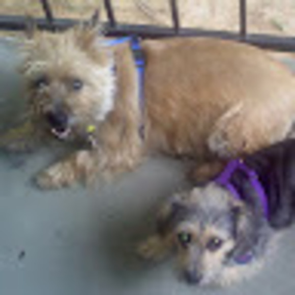 Profile Picture of Joanne Mehlert (@wildrose567) on Poshmark