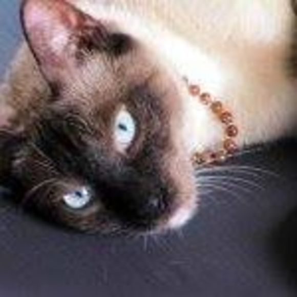 Profile Picture of Rodi Dwork (@lapidarycat) on Poshmark