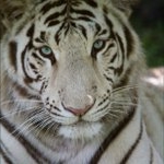 Profile Picture of Cuauhtemoc Diaz (@temiux) on Instagram