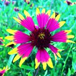 Profile Picture of Jerry McNulty (@meansbygreens) on Instagram