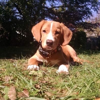 Profile Picture of Jonathan Prins (@jona33p) on Twitter