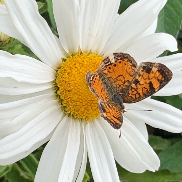 Profile Picture of Stephanie Wrigley (@stephwrigs) on Poshmark