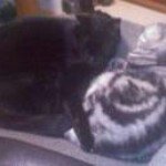 Profile Picture of David Pippen (@lenonis123) on Instagram