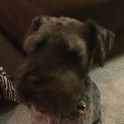 Profile Picture of Aiden MacGregor (@Zebrabro101) on Twitter