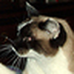 Profile Picture of Veronica Chase Robinson (@vcm572003) on Flickr