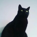 Profile Picture of Chen & Tsai (@shadow_cat_club) on Instagram
