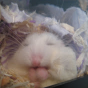 Profile Picture of Piper Thomas (@animalluver37) on Youtube