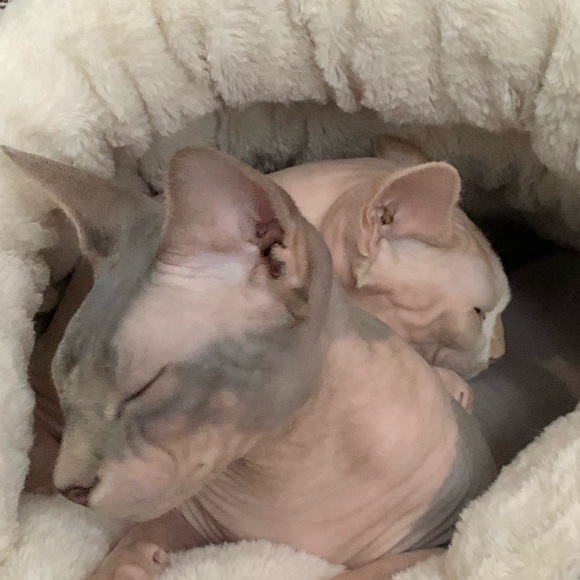 Profile Picture of Lisa Melfi (@lokiandquince) on Poshmark