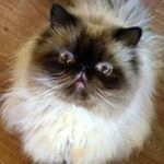 Profile Picture of Bailey Herbert (@herbert_bailey) on Instagram