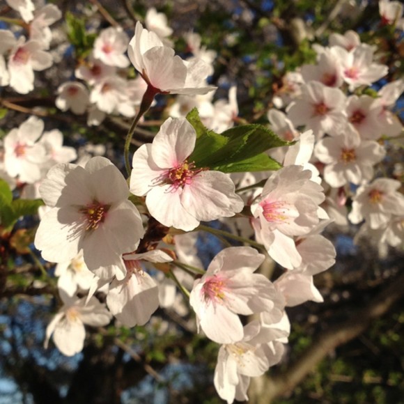 Profile Picture of Queeine Huang (@queeineh) on Poshmark