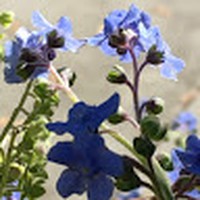 Profile Picture of Bernadette Holm (@bernadette-holm) on Quora