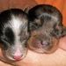 Profile Picture of Chris Strecker (@chrisstrecker) on Pinterest
