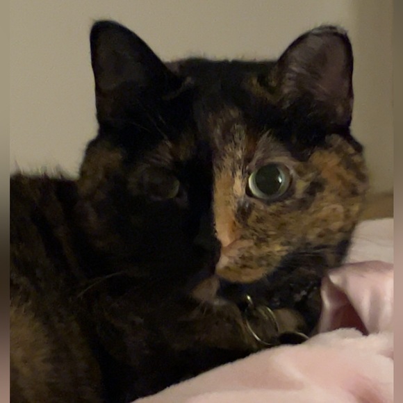 Profile Picture of Ksenia Golemba (@kseniagolemba) on Poshmark