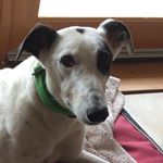 Profile Picture of Snoots_4_life (@snoots_4_life) on Instagram