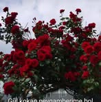 Profile Picture of Münadiye Şahin (@Münadiye-Şahin) on Facebook