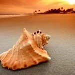 Profile Picture of Steve Shore (@corashore) on Instagram