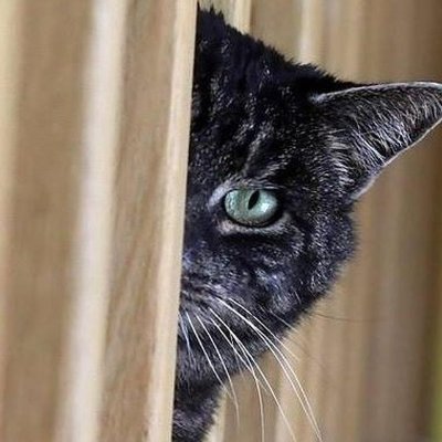 Profile Picture of Alexander Kirichenko (@aaaskir) on Twitter