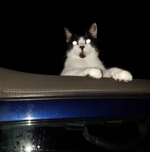 Profile Picture of Milena Tosolini (@stellarox04) on Poshmark