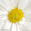 Profile Picture of Huda Ahmad (@Huda Ahmad) on Flickr