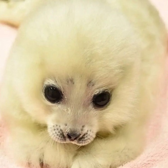 Profile Picture of Emily Chlebek (@naturallblue) on Poshmark