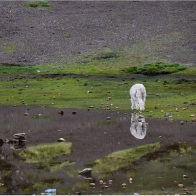 Profile Picture of Bruce Connell (@bruceconnell) on Twitter