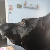 Profile Picture of David Snowden (@davidsnowden8170) on Youtube