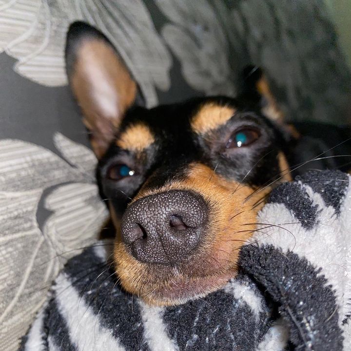 Profile Picture of Привет , я Тони🐶 (@tonydog_) on Tiktok