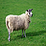 Profile Picture of Plumandjello (@plumandjello) on Flickr