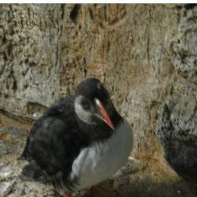 Profile Picture of Kevin Jacques (@kevinjacques1) on Twitter