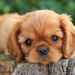 Profile Picture of Reese Christopher (@ReeseChristopher) on Pinterest