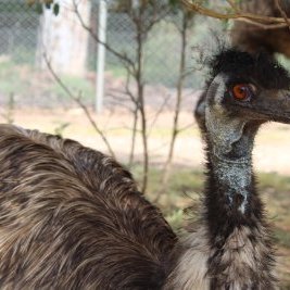 Profile Picture of Carl The Emu (@rachel_crowell) on Twitter