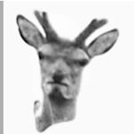 Profile Picture of Bobby Xiong (@mr.timmy_the_deer) on Instagram