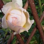 Profile Picture of Lynne McDermott (@lynne.s.mcdermott) on Instagram