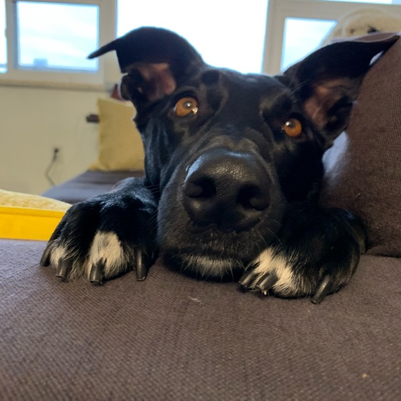 Profile Picture of Carrie Campbell (@carriefc04) on Poshmark