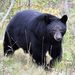Profile Picture of Craig Calvert (@calvert3705) on Pinterest