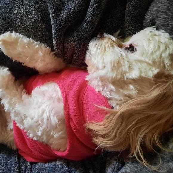 Profile Picture of Theresa Dekker (@tdekker) on Poshmark