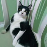 Profile Picture of Leonard Lopes (@leonardcassia) on Instagram