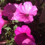 Profile Picture of Cathy Loder (@cat_l1) on Instagram