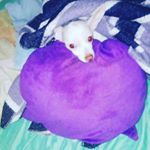 Profile Picture of jose Sancho (@josechix20) on Instagram