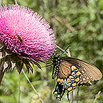 Wiley Veeser - Flickr Profile Picture of Wiley Veeser (@wileyveeser) on Flickr