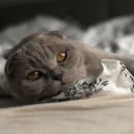 Profile Picture of Teddy✨🐾 (@scottishfold_teddy) on Instagram