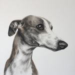 Profile Picture of Becca (@beccapage.animalportraits) on Instagram