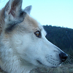 Profile Picture of Travis Wade (@kotimute) on Flickr