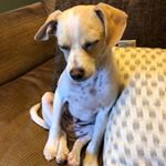 Profile Picture of Adam McMahan (@a_macncheez) on Instagram