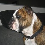 Profile Picture of Stephen Danks (@stephen.danks) on Instagram