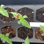 Profile Picture of The Herb Man (@blissweedmanrandall) on Instagram