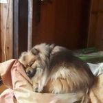 Profile Picture of Loris Carlini lollo gruppo Spitz Pomerania emilia Romagna (@carlini3761) on Instagram
