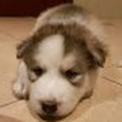 Profile Picture of Felipe Peralta (@felipeperalta9008) on Youtube